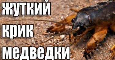 крики