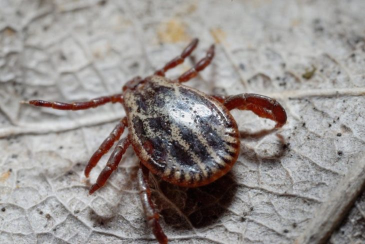 Dermacentor marginatus
